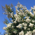 Crape Myrtle 'Natchez'