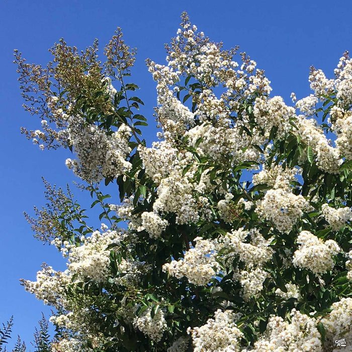Crape Myrtle 'Natchez'