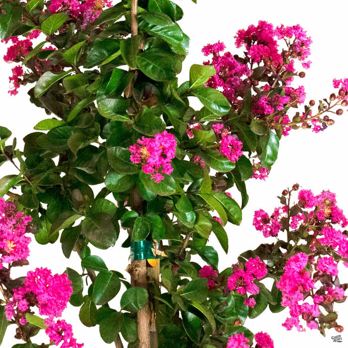 Crape Myrtle 'Pink Velour'