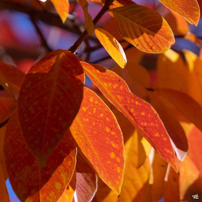 Crape Myrtle 'Pink Velour' Fall Colors
