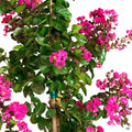 Crape Myrtle 'Pink Velour'