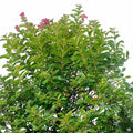 Crape Myrtle Pocomoke