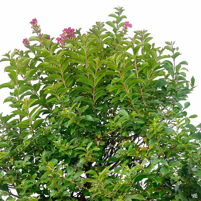 Crape Myrtle Pocomoke