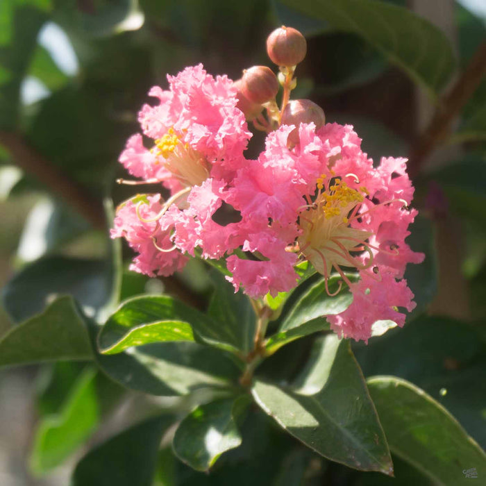 Crape Myrtle 'Tuscarora'