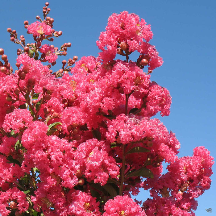 Crape Myrtle 'Tuscarora'