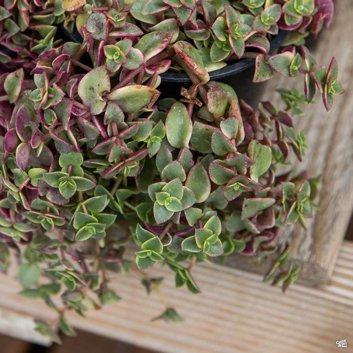 Crassula 'Calico Kitten'