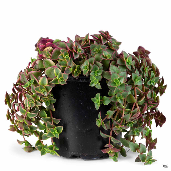 Crassula 'Calico Kitten' 4 inch