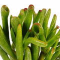 Crassula ovata 'Gollum'