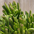 Crassula ovata 'Hobbit'