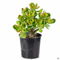 Jade 4 inch