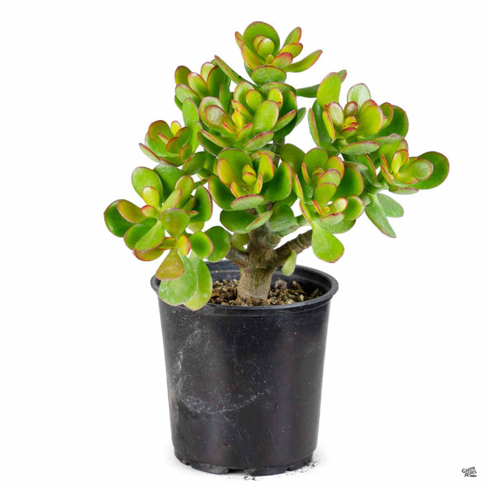 Jade 4 inch
