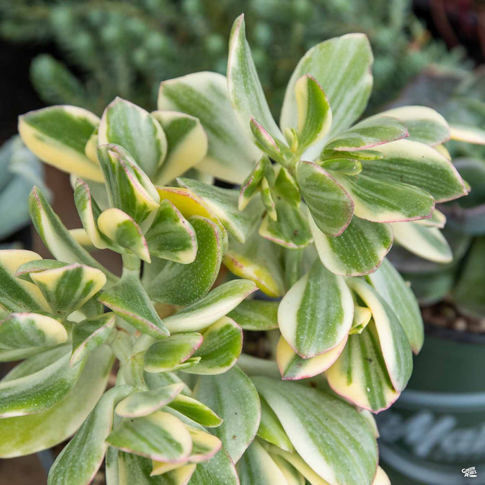 Crassula ovata 'Variegata'
