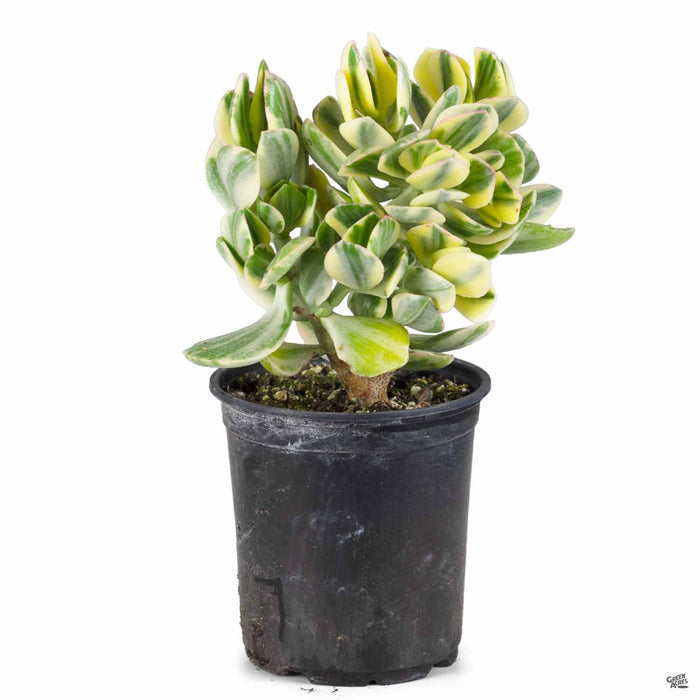 Crassula ovata 'Variegata' 4 inch