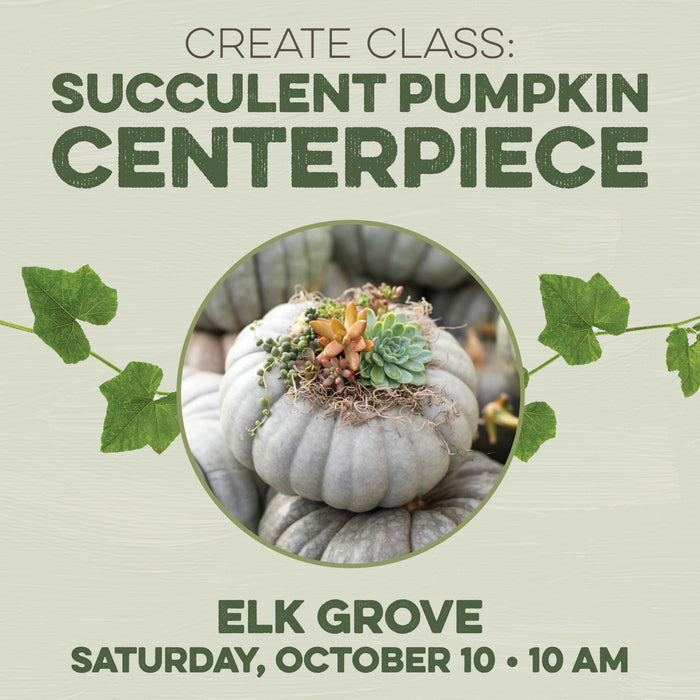 Create Class Succulent Pumpkin Centerpiece in Elk Grove on October 10 at 10 am.