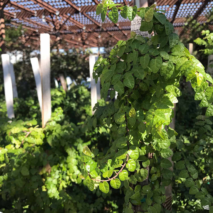 Creeping Fig Stake