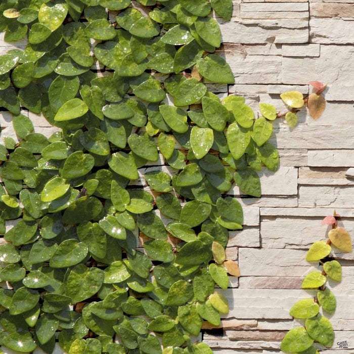 Creeping Fig