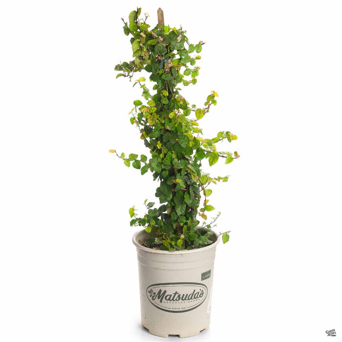 Creeping Fig 1 gallon