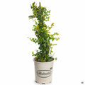 Creeping Fig 1 gallon