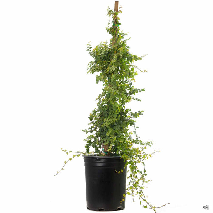 Creeping Fig 5 gallon