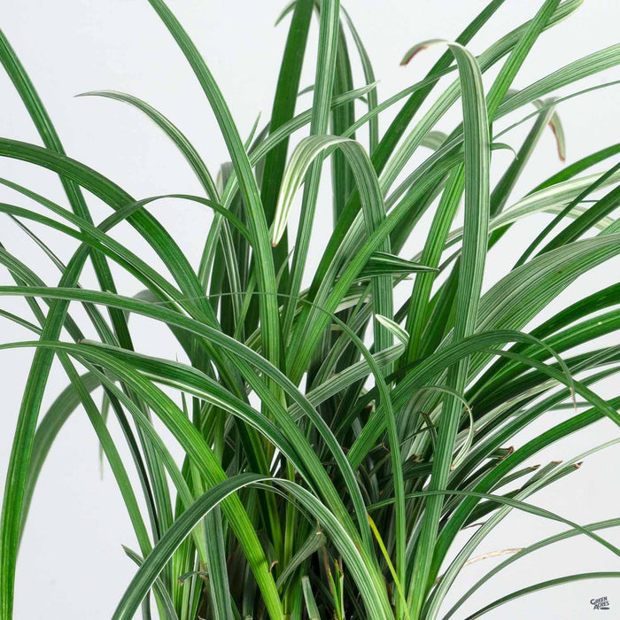 Silver Dragon Lilyturf