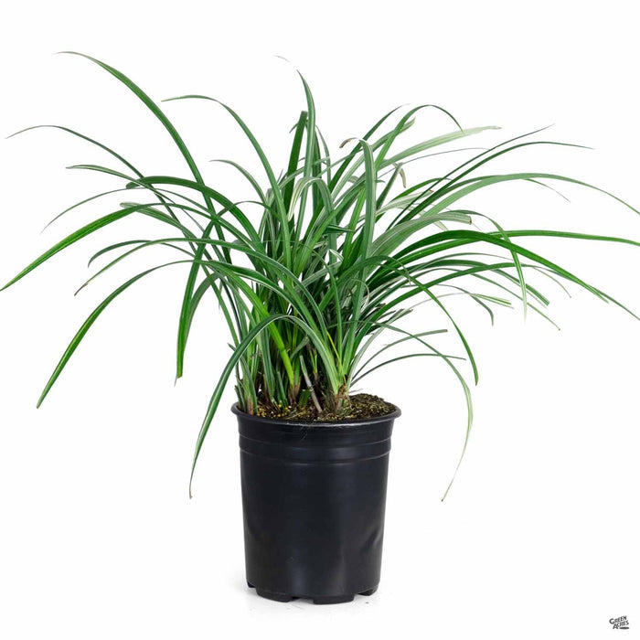 Silver Dragon Liliturf 1 gallon