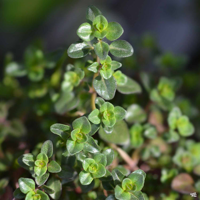 Red Creeping Thyme