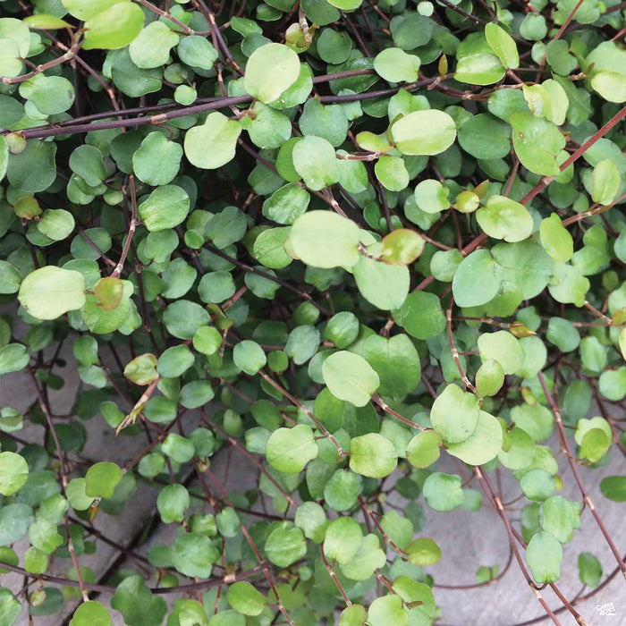 Wire Vine
