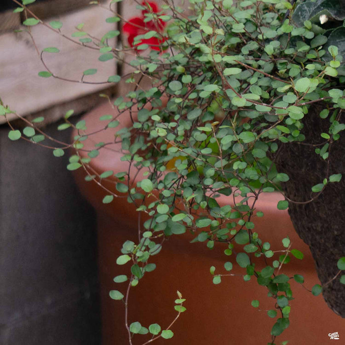 Wire Vine Spiller
