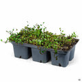 Wire Vine Jumbo 6-Pack