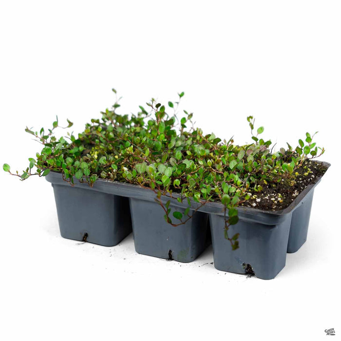Wire Vine Jumbo 6-Pack