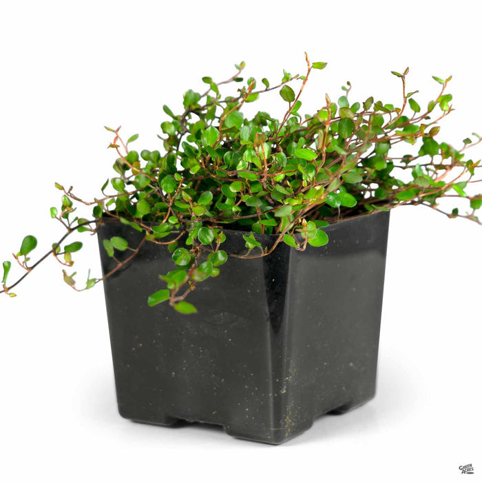 Wire Vine Quart