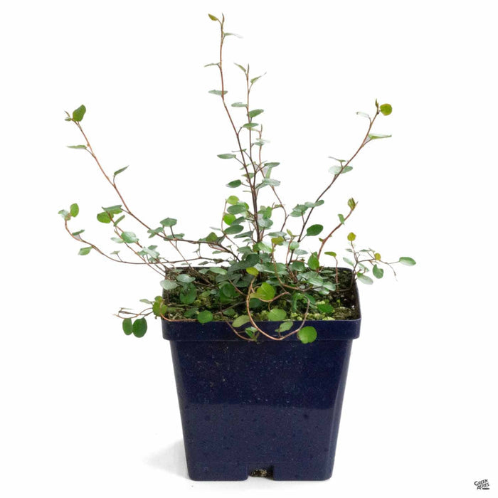 Wire Vine 4 Inch