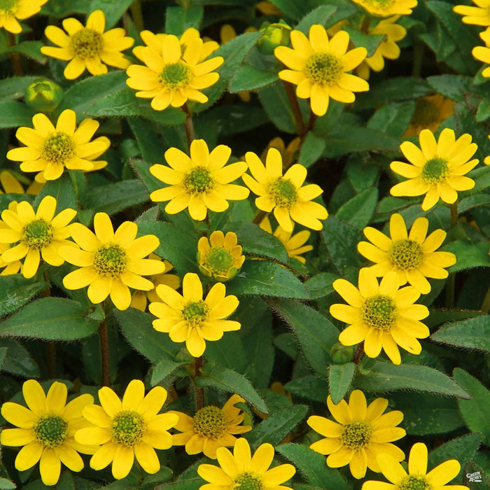 Creeping Zinnia