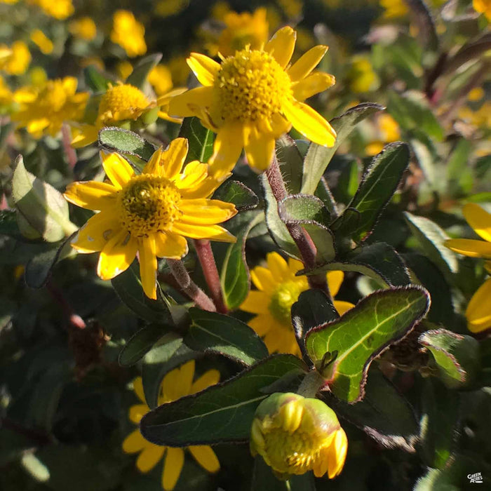 Creeping Zinnia