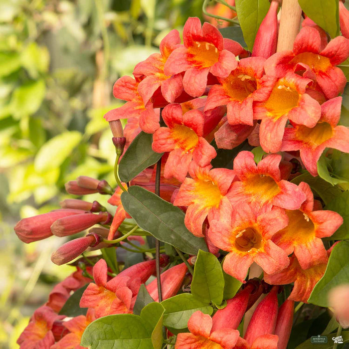 Crossvine 'Tangerine Beauty' Monrovia
