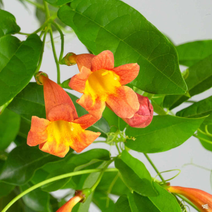 Crossvine 'Tangerine Beauty' Monrovia