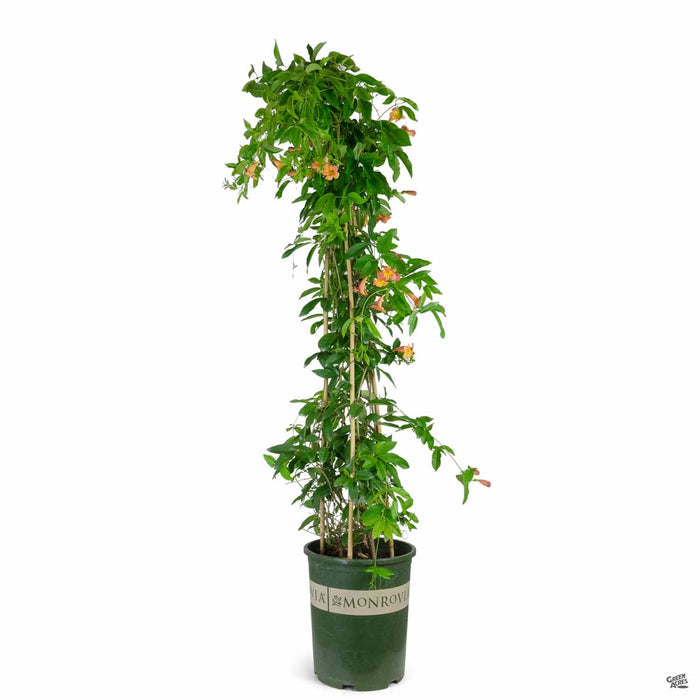 Crossvine 'Tangerine Beauty' 5 gallon Monrovia