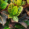 Croton Petra