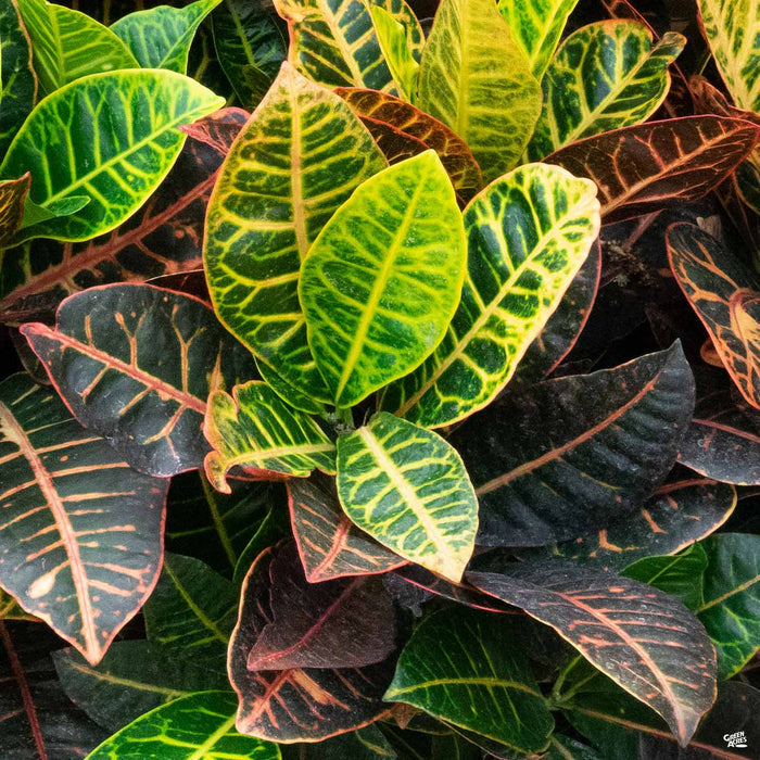 Croton Petra