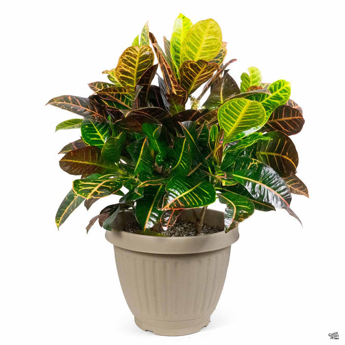 Croton Petra 10 inch