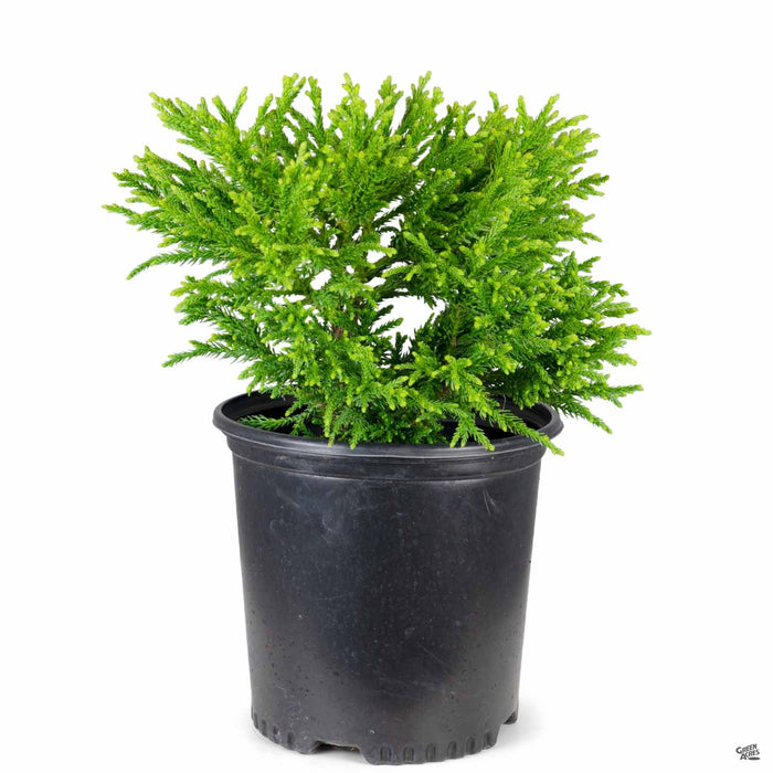 Cryptomeria 'Little Diamond' 2 gallon