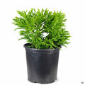 Cryptomeria 'Little Diamond' 2 gallon