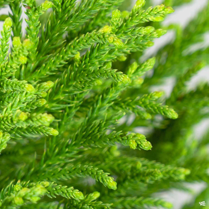 Cryptomeria 'Little Diamond'