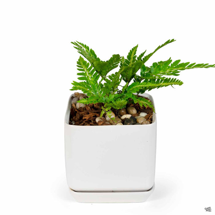 Cube with Attached Saucer in White 5 inch with Holly Fern