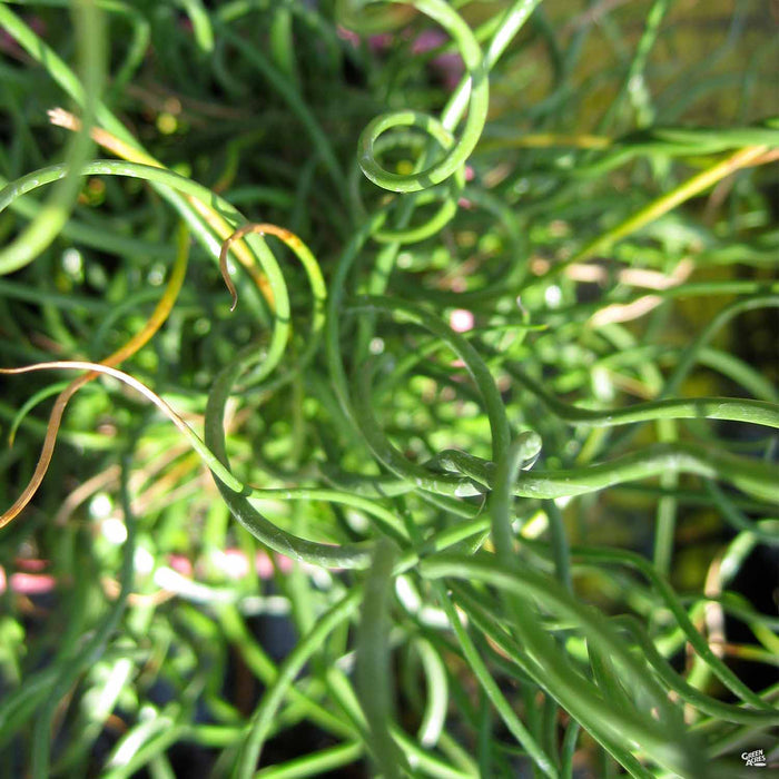 Curly Rush