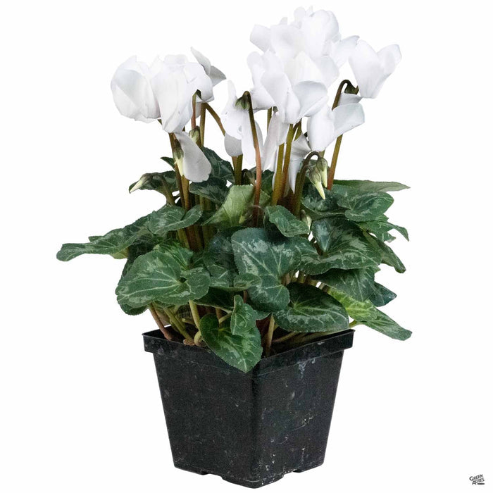 4" / White