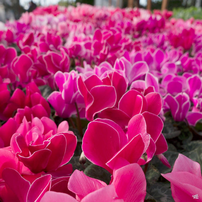Pink Cyclamen