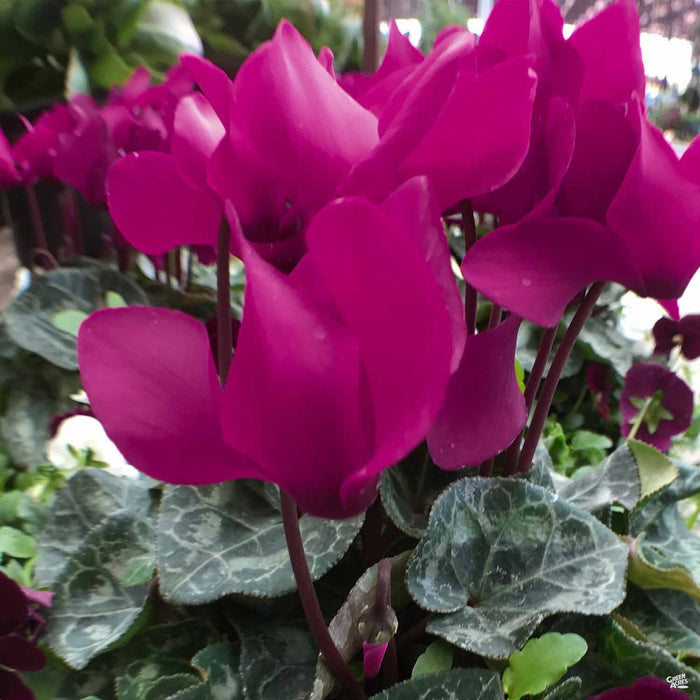 Purple Cyclamen