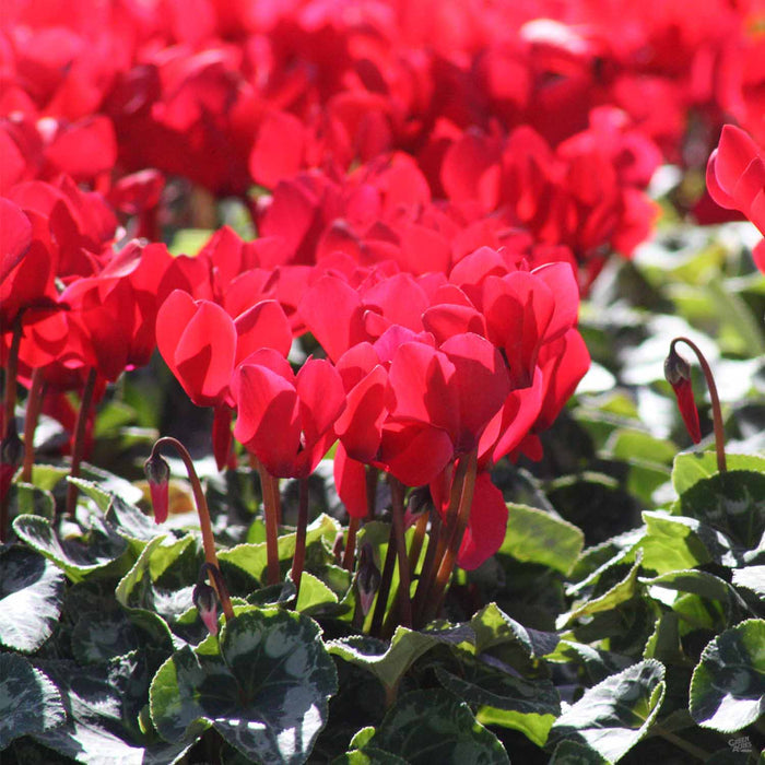 Red Cyclamen