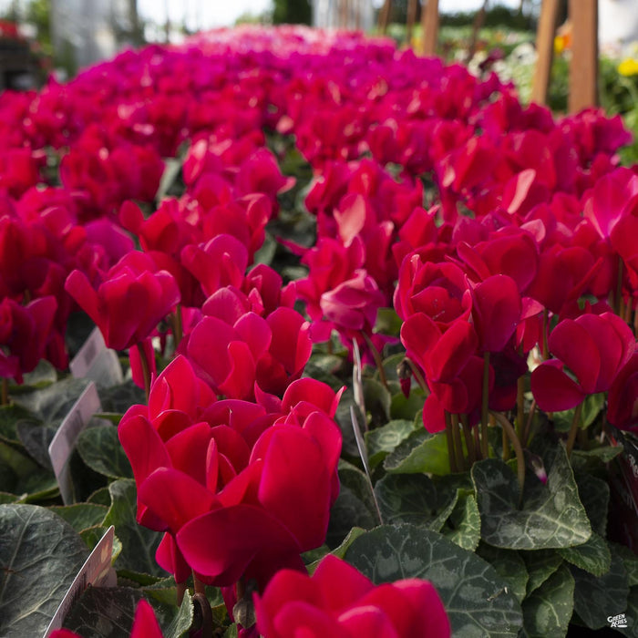 Red Cyclamen